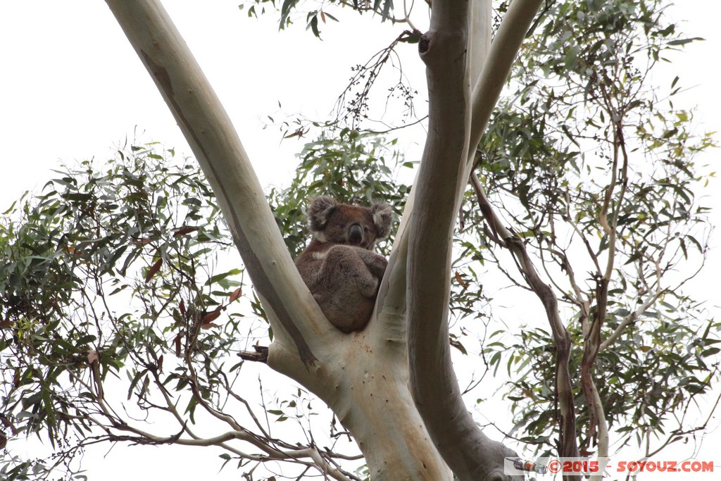 Cleland Conservation Park - Koala
Mots-clés: AUS Australie geo:lat=-34.96297840 geo:lon=138.70029280 geotagged Greenhill South Australia Cleland Conservation Park Parc animals animals Australia koala
