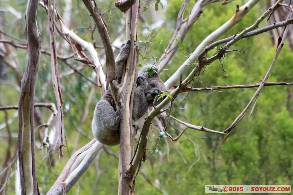 Cleland Conservation Park - Koala
Mots-clés: AUS Australie geo:lat=-34.96451780 geo:lon=138.70238080 geotagged Greenhill South Australia Cleland Conservation Park Parc animals animals Australia koala