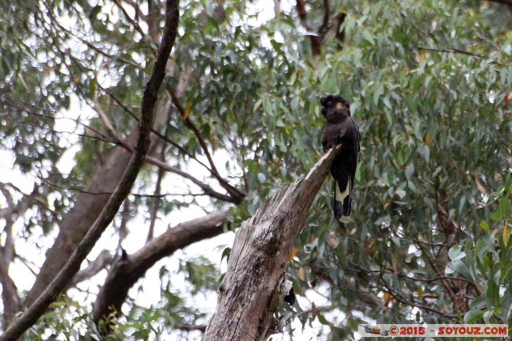 Cleland Conservation Park - Koala
Mots-clés: AUS Australie geo:lat=-34.96496283 geo:lon=138.70294500 geotagged Greenhill South Australia Cleland Conservation Park Parc animals animals Australia koala